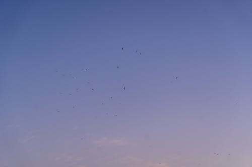 Бесплатное стоковое фото с летающий, небо, простота