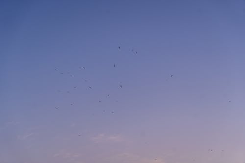 Flock of Birds