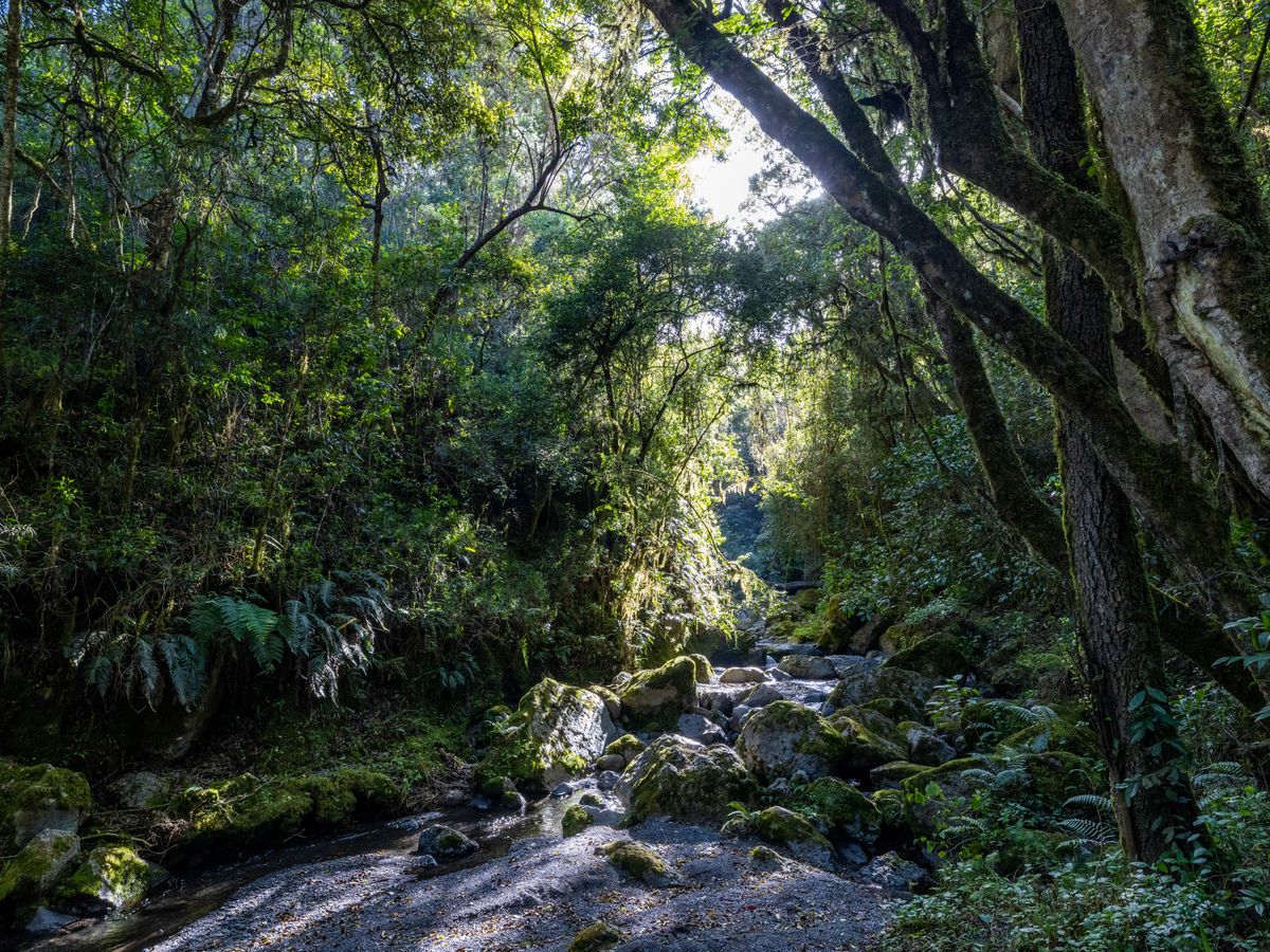 11 Day Kilimanjaro Women's Hiking Adventure Retreat in Tanzania 2