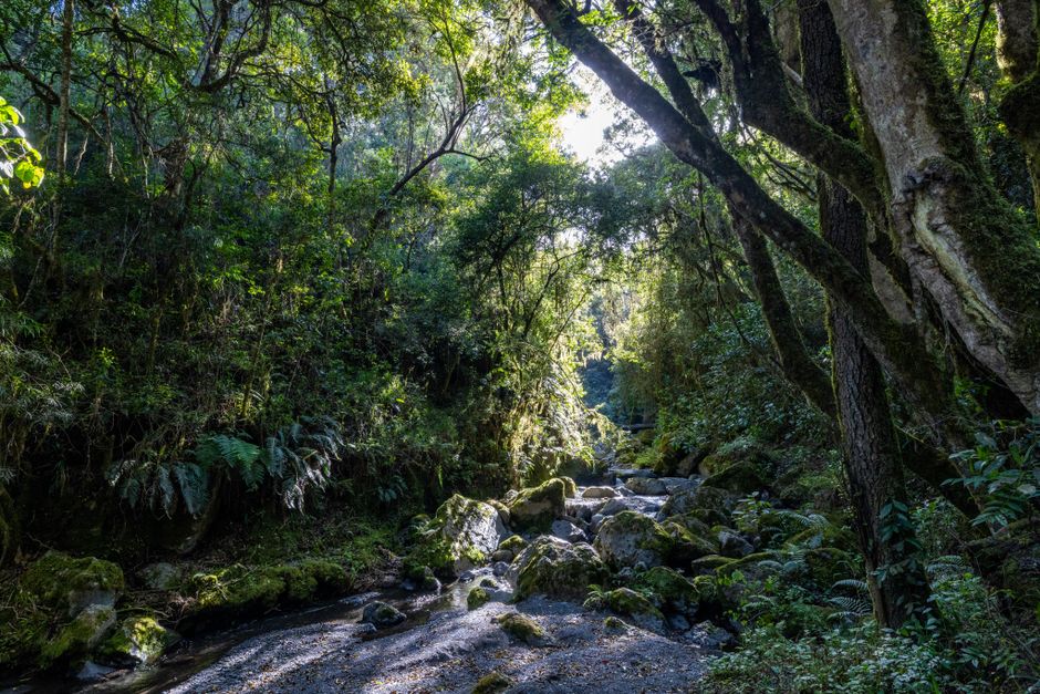 Light filtering through forest — ibogaine treatment in Canada operates in a legal grey zone that is shifting