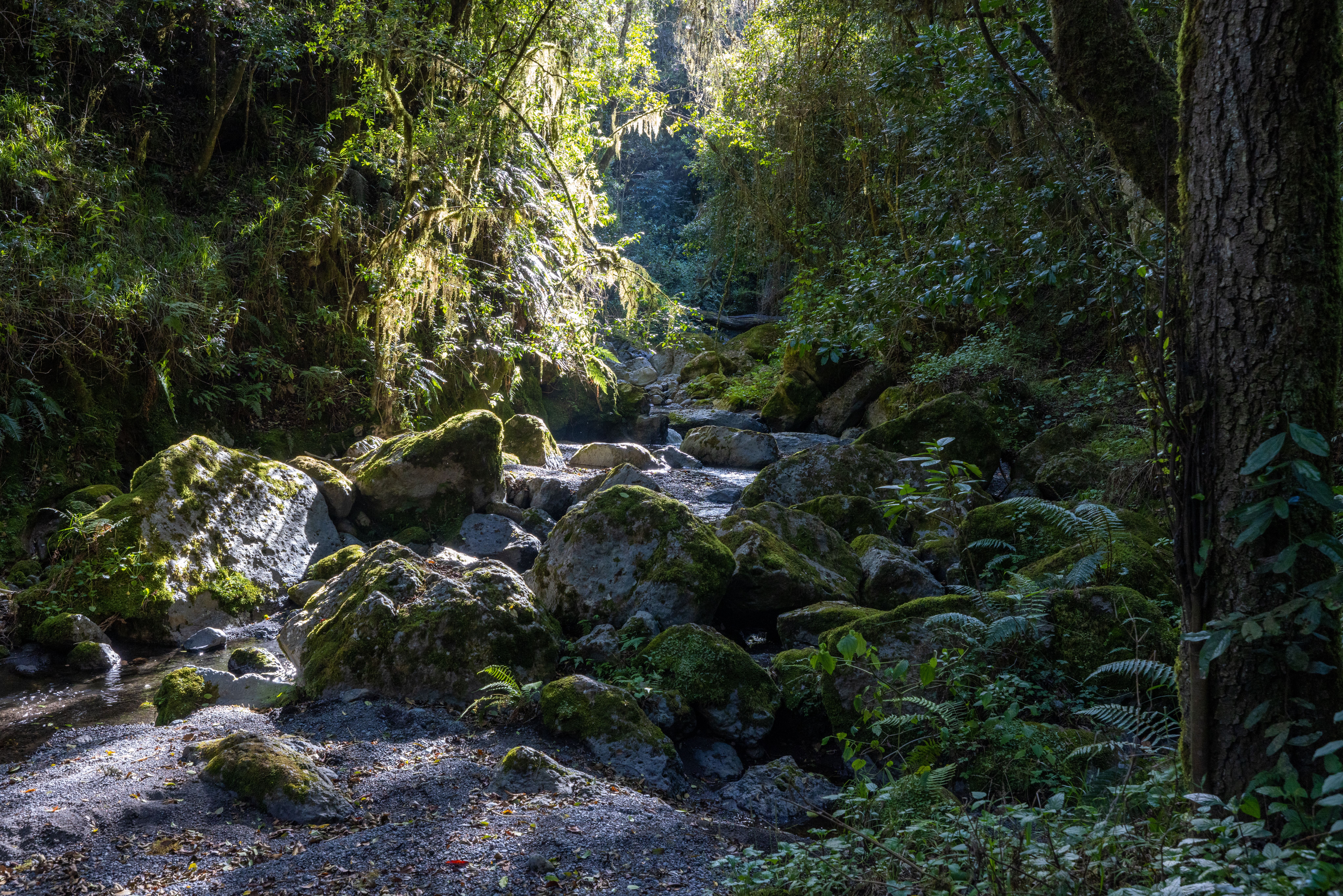 Beautiful natural scene with rocks and stream in Kilimanjaro's lush forest.