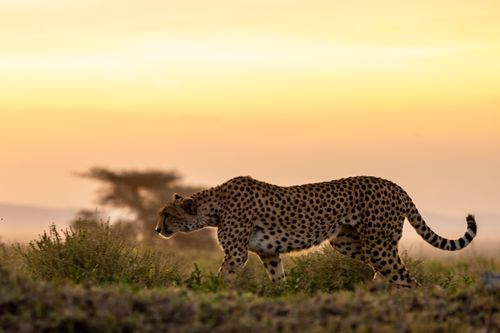 Free A majestic cheetah strides through the savanna at sunset, showcasing its grace and agility. Stock Photo