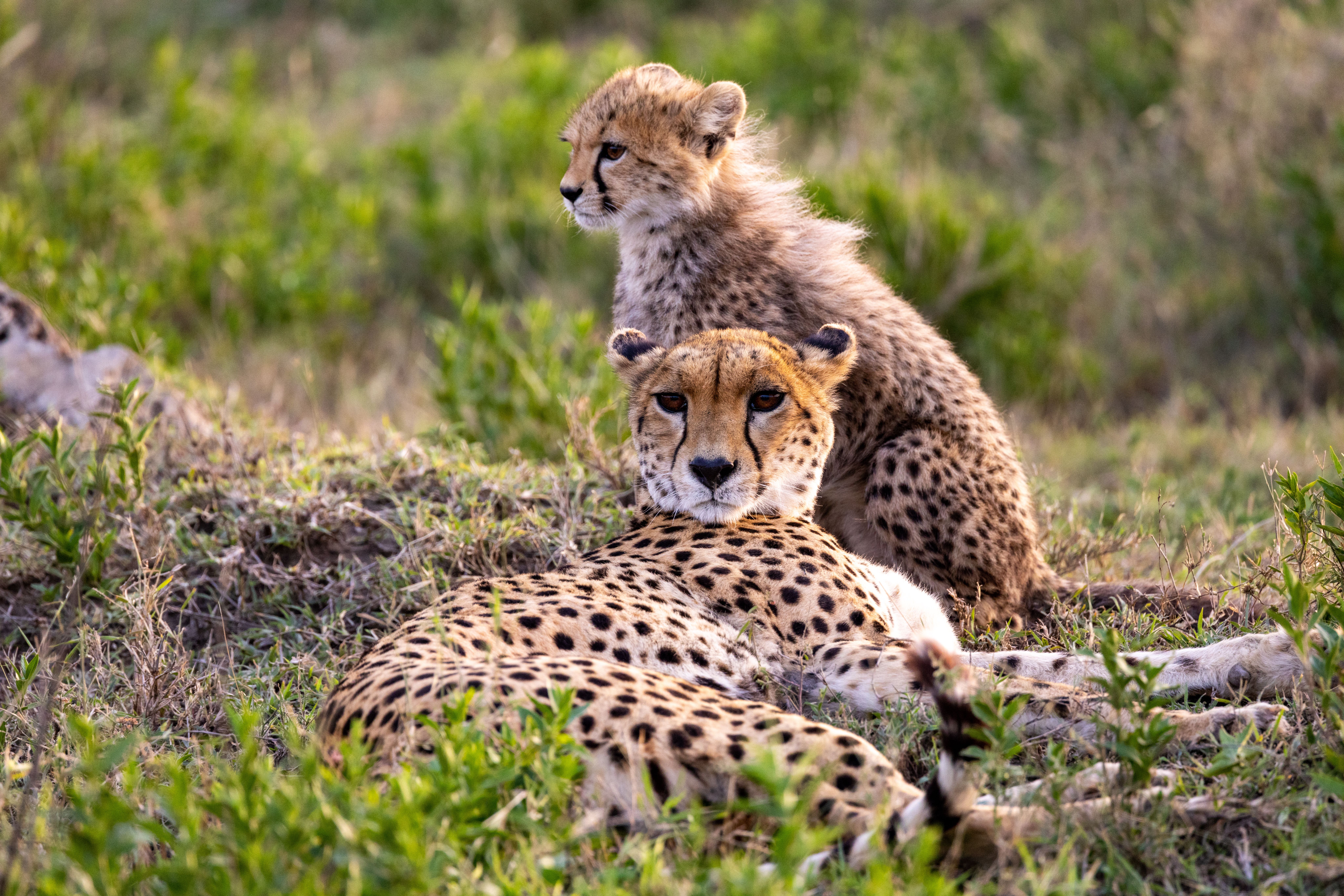 Private guided safari vehicle exploring Tanzania