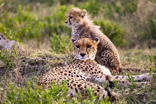 A cheetah and its cub resting in grassy plains, showcasing wildlife beauty and bonding.