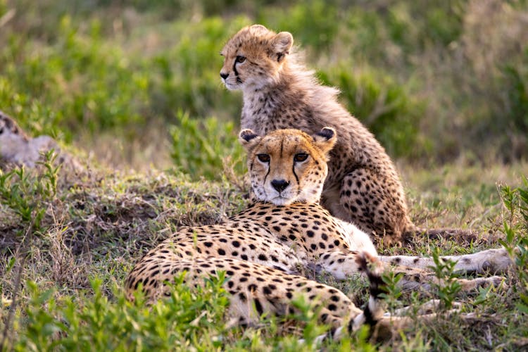 Cheetah With A Cub 