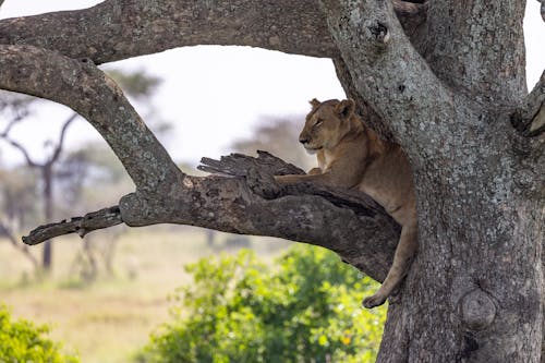 Lions Sitting on Tree Branch