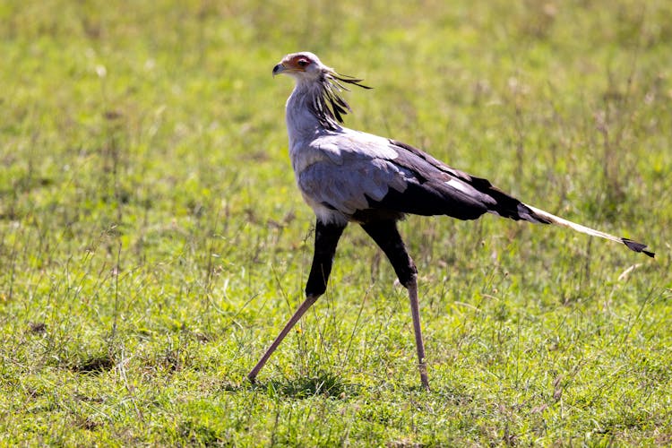 Walking Secretary Bird On Meadow