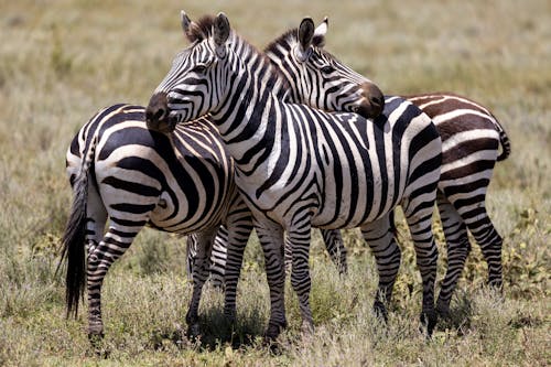 Hugging Zebras in Savannah