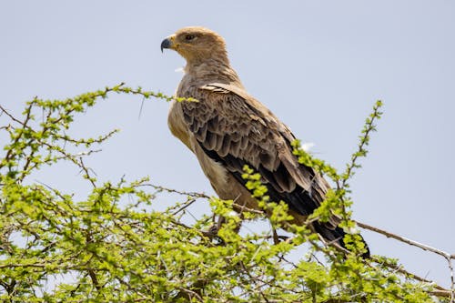 Free Tawny Eagles Sitting on Tree Stock Photo