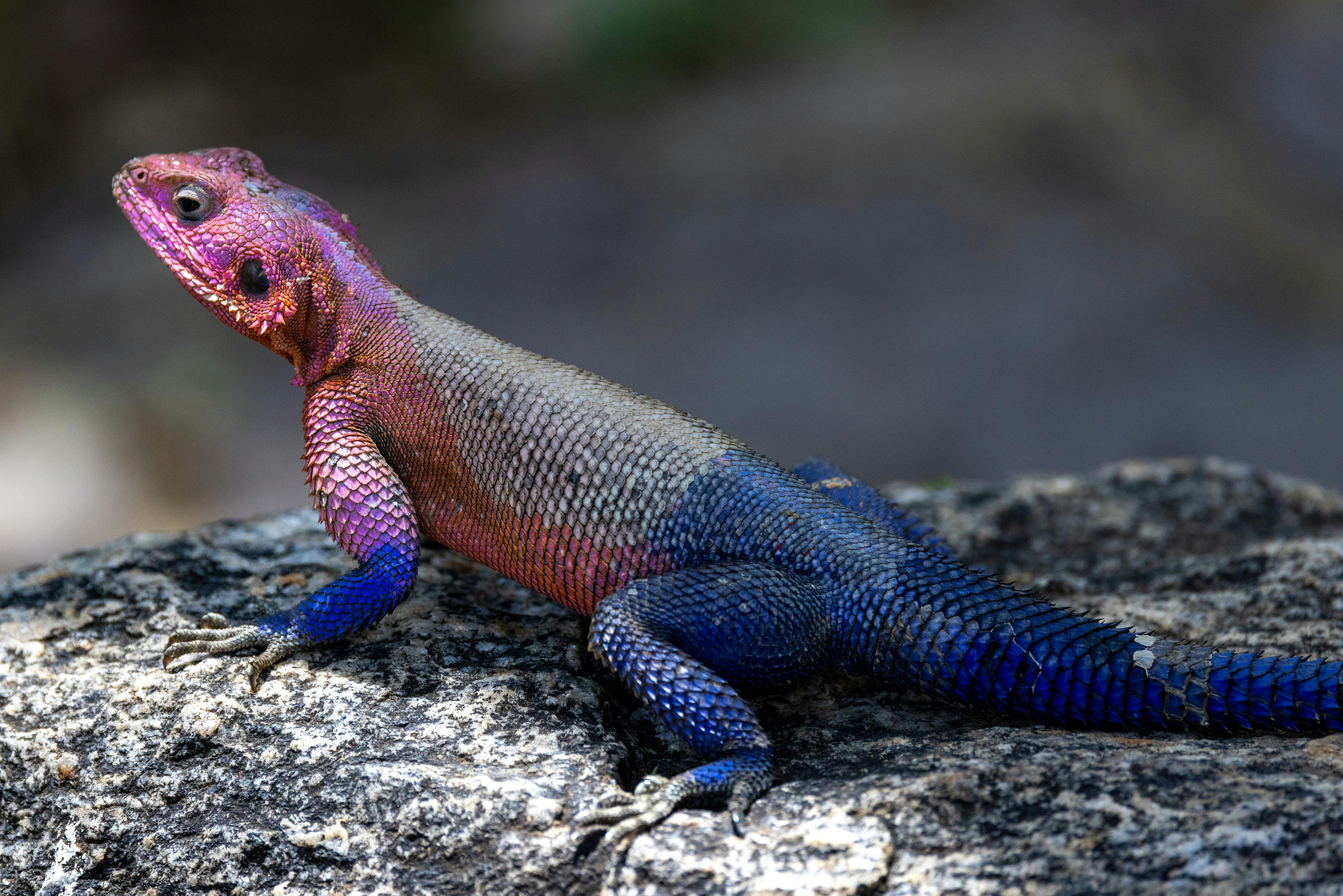 Vibrant Spider-Man agama lizard with striking colors resting on a rock in the wild.