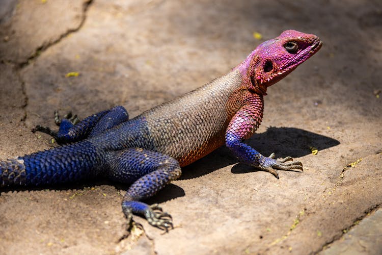 Mwanza Flat-Headed Rock Agama