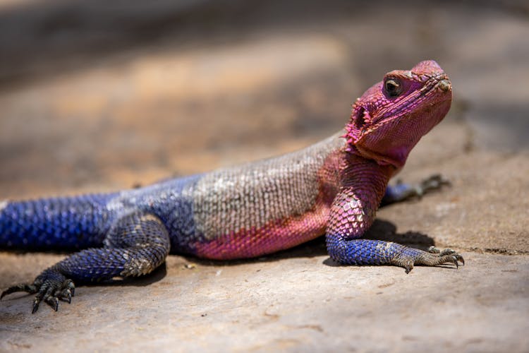 Mwanza Flat-Headed Rock Agama