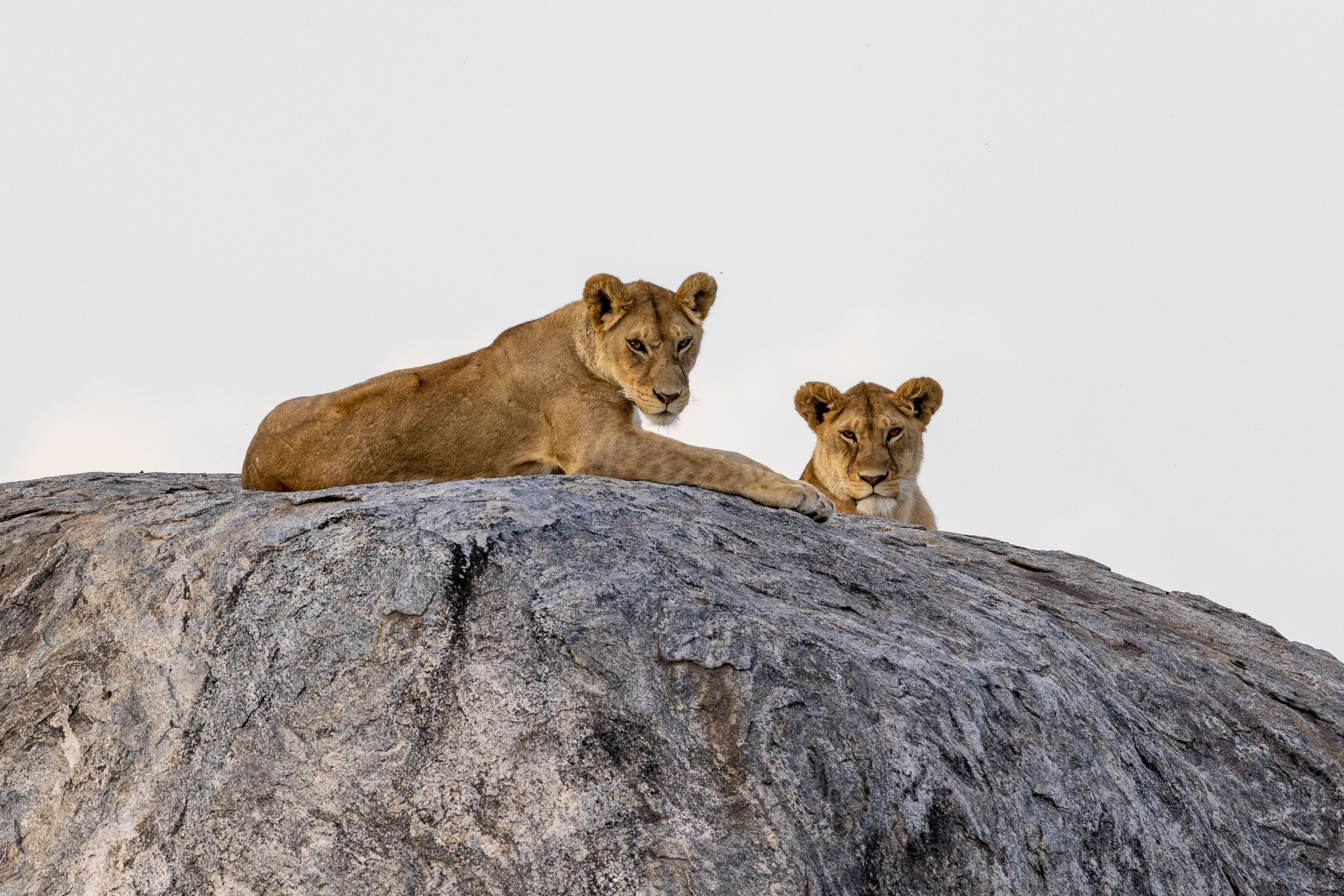 Lions on rock Akagera National Park Rwanda