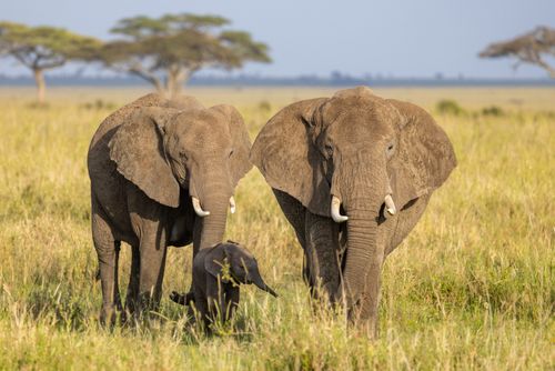 Free A serene scene of African elephants, including a calf, walking in the savannah. Stock Photo