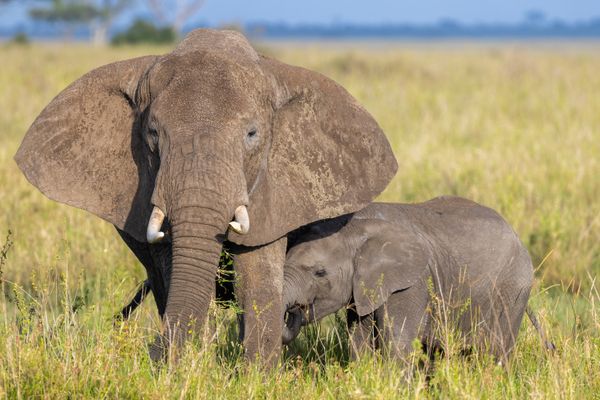 Elephant with calf on the African savanna