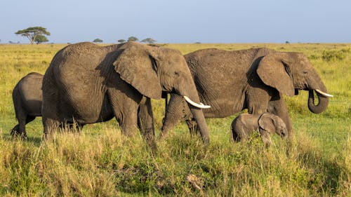 Gratis stockfoto met Afrika, beesten, dieren in het wild