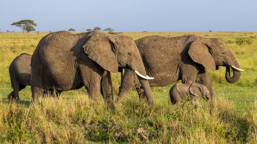 Free A herd of African elephants grazing in the sunlit savannah landscape. Stock Photo