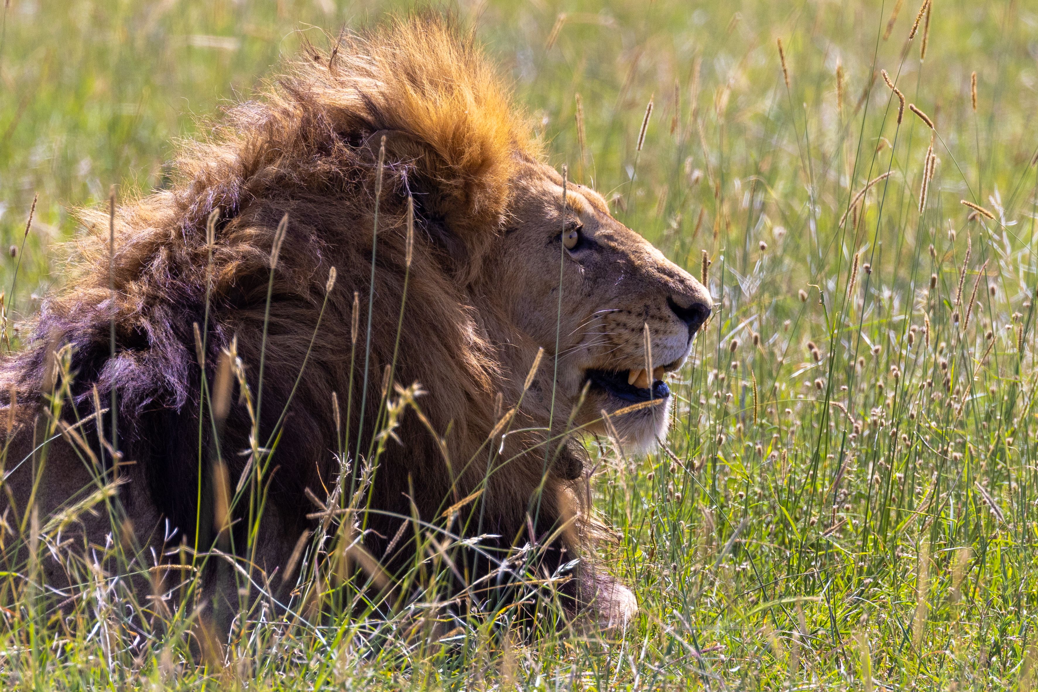 lion lying in grass