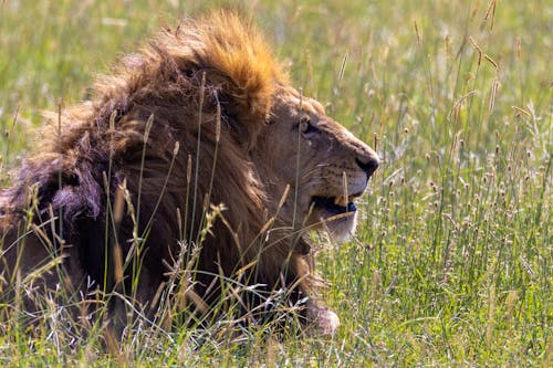 うそ, サファリ, ライオンの無料の写真素材