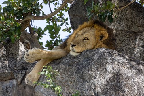 Free Relaxed lion lying on a rock in the wild, showcasing natural wildlife behavior. Stock Photo