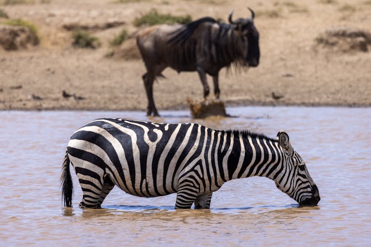 Zebra Drinking Water From River