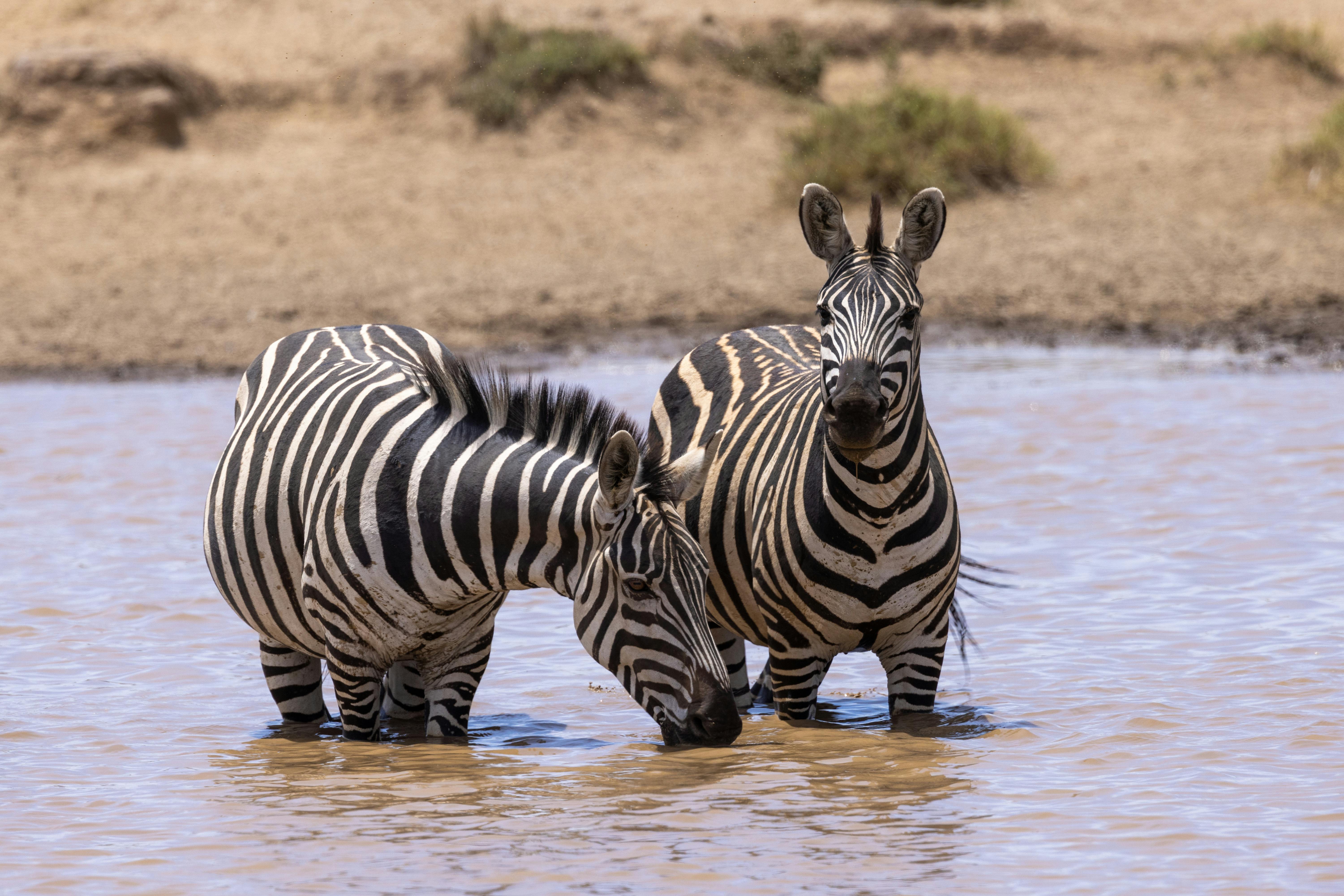 Elephants Drinking Water · Free Stock Photo