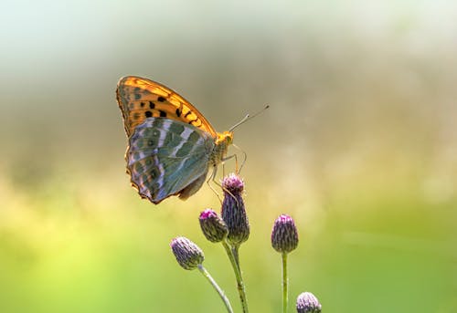 Close Up of Butterfly on Thistle 