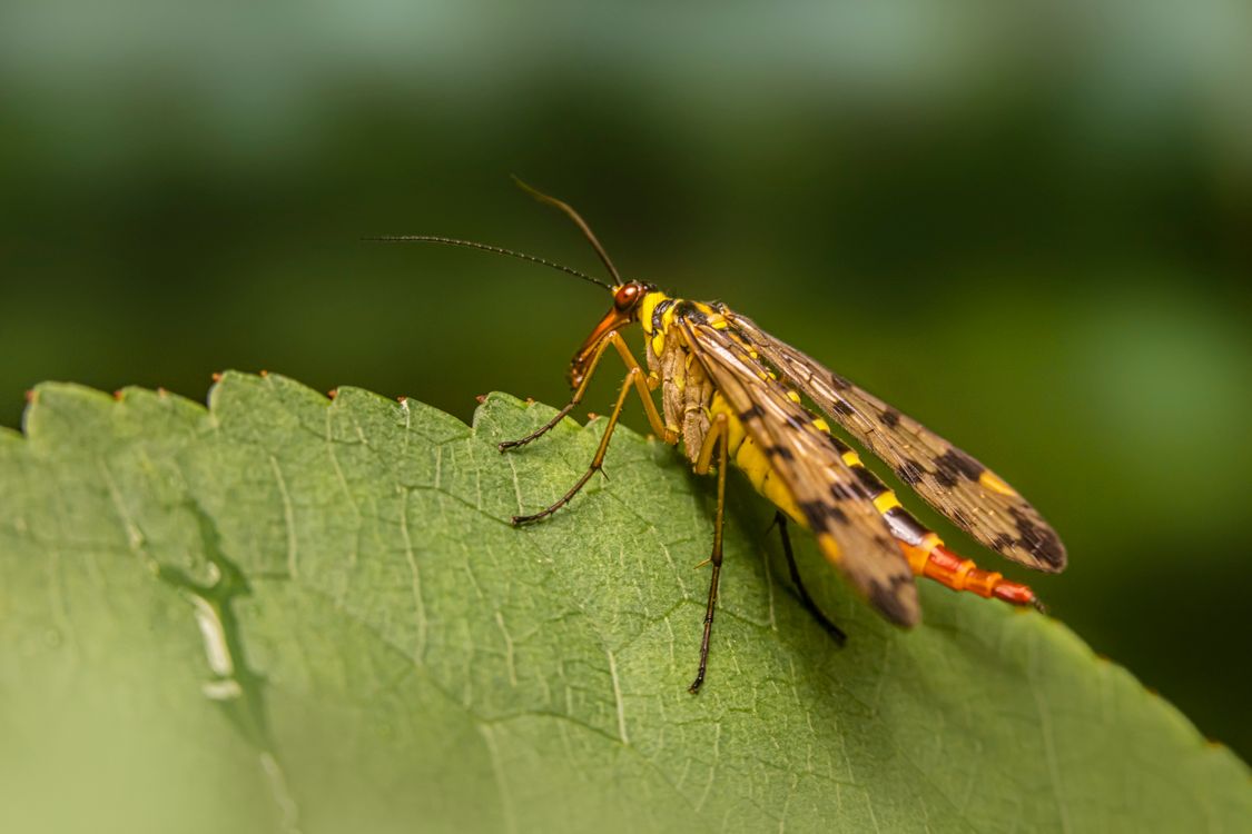 A small insect sitting on top of a leaf · Free Stock Photo