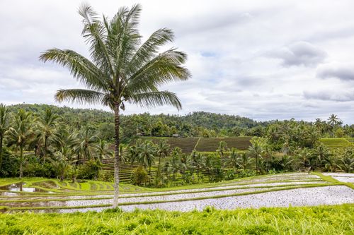 Free Vibrant tropical landscape with terraced rice paddies and palm trees, perfect for serene summer vibes. Stock Photo