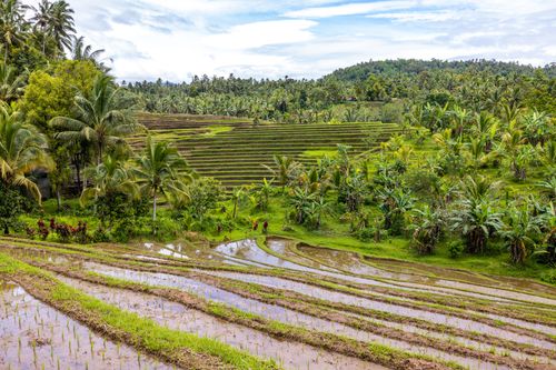 Free Scenic view of terraced rice fields surrounded by tropical vegetation, showcasing rural agriculture. Stock Photo