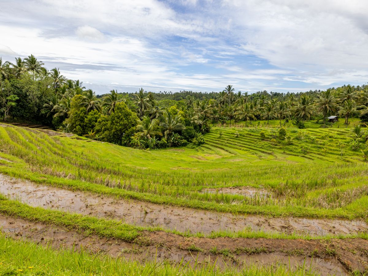 12 Day Emotional Release Somatic Healing & Detox Retreat in Bali 3