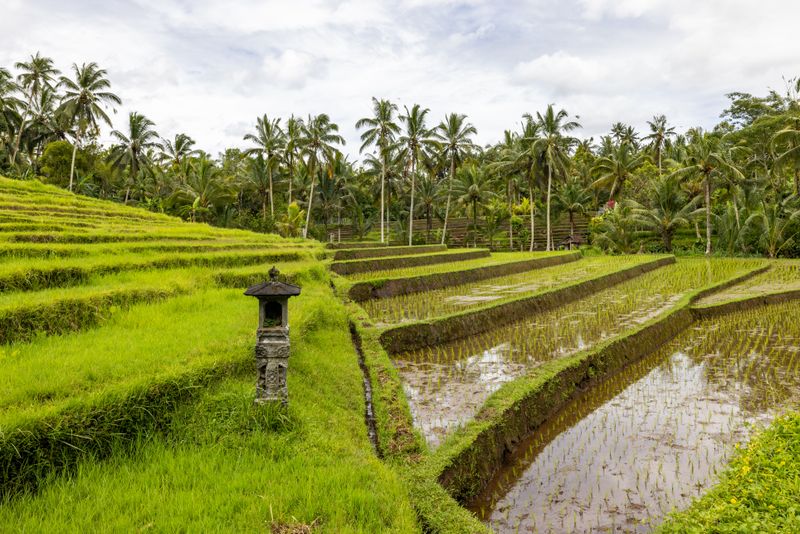 Bali Rice Terraces Ubud