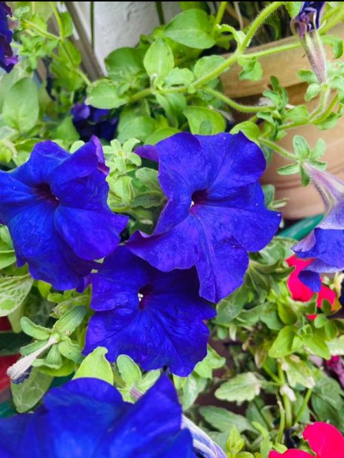 Free stock photo of blue, flowers, purple Stock Photo