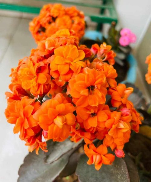 Free stock photo of flowers, orange Stock Photo