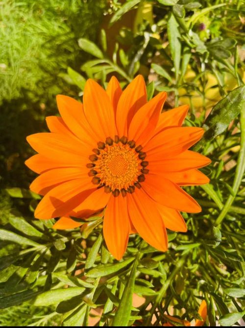 Free stock photo of flowers, orange flower, sunflower Stock Photo