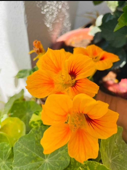 Free stock photo of flowers, orange, yellow Stock Photo