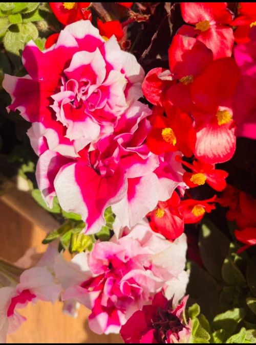 Free stock photo of flowers, pink, red Stock Photo