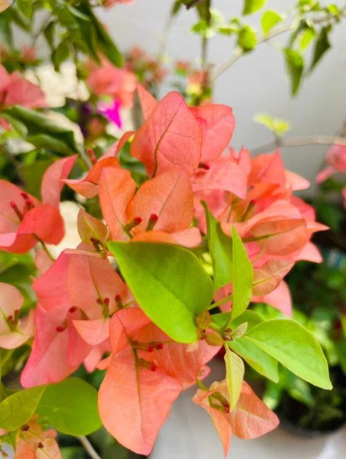 Free stock photo of flowers, light pink, peach Stock Photo