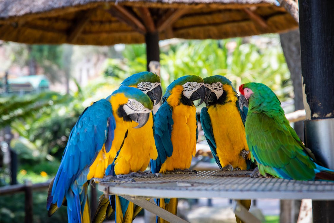 Free Parrots Perched on Brown Wooden Surface Stock Photo