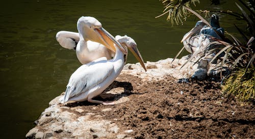 Free Two Pelican Perched on Soil Stock Photo