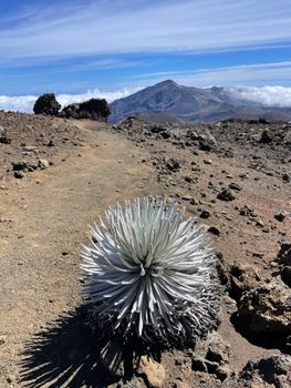 Photo by Petra Nesti Stunning view of a silversword plant in Haleakalā's rugged volcanic landscape in Hawaii.