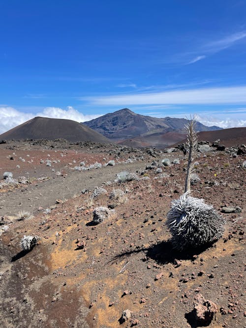 Foto d'estoc gratuïta de àrid, camí de carro, desert