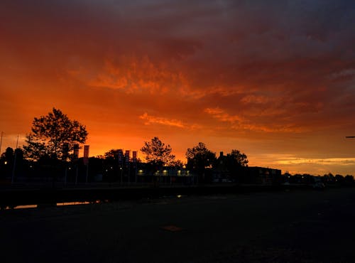 Silhouette of Trees and Building during Sunset