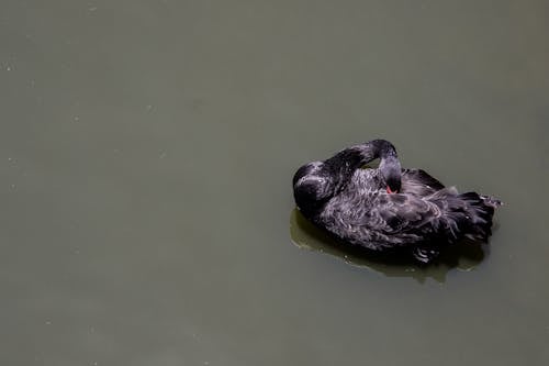 Pato Negro En Cuerpo De Agua