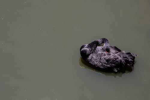 Canard Noir Sur Plan D'eau