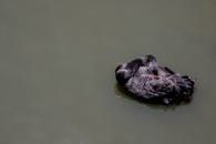 白天，一只黑天鹅优雅地在宁静的水面上梳理羽毛