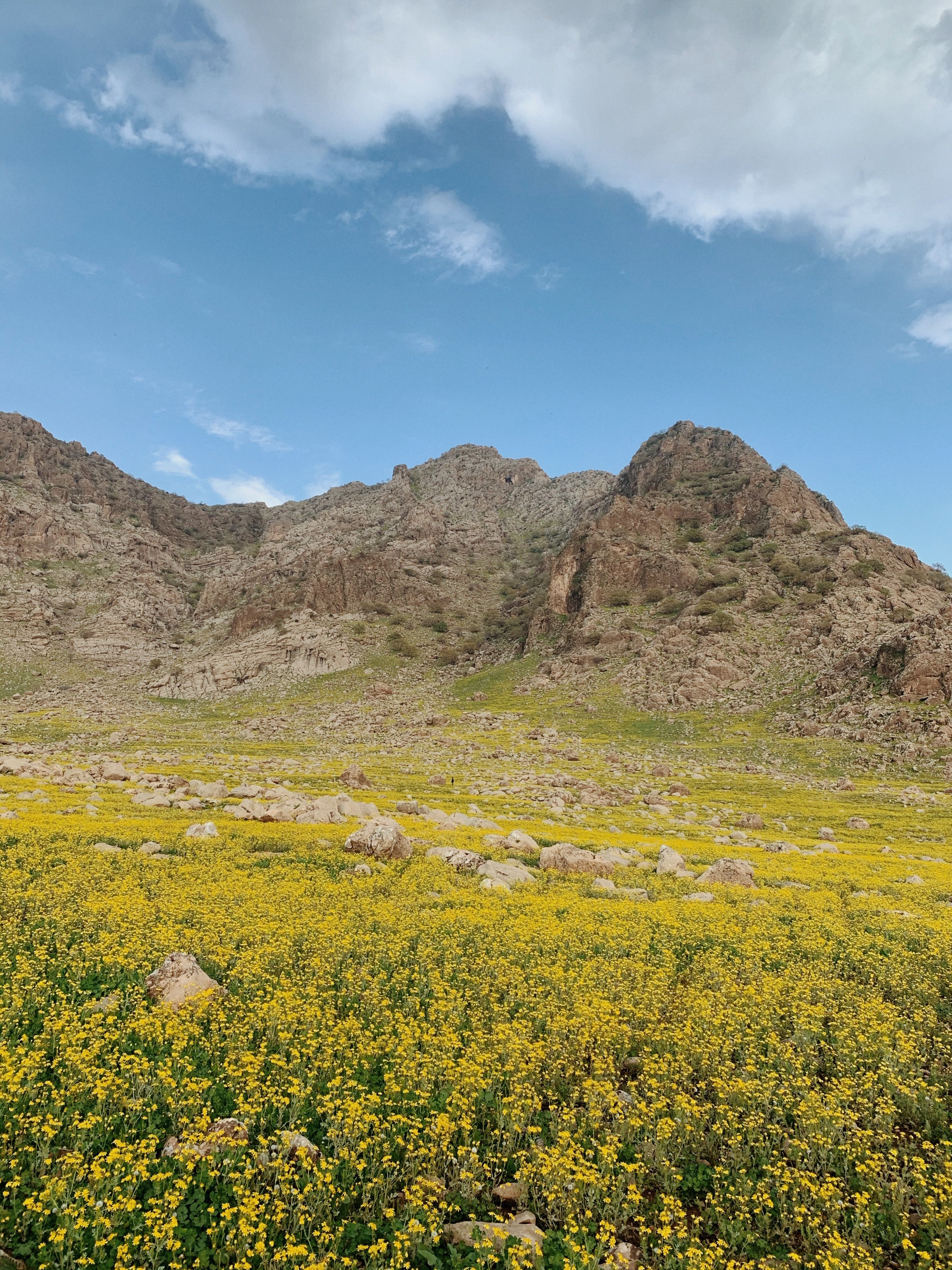 Field of Yellow Flowers in the Mountains · Free Stock Photo