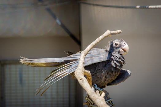 Detailed close-up of a black parrot sitting gracefully on a branch, captured outdoors.