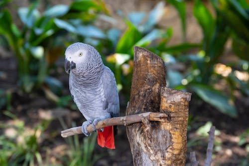 бесплатная Селективный фокус фотографии африканского серого попугая, сидящего на ветке Стоковое фото