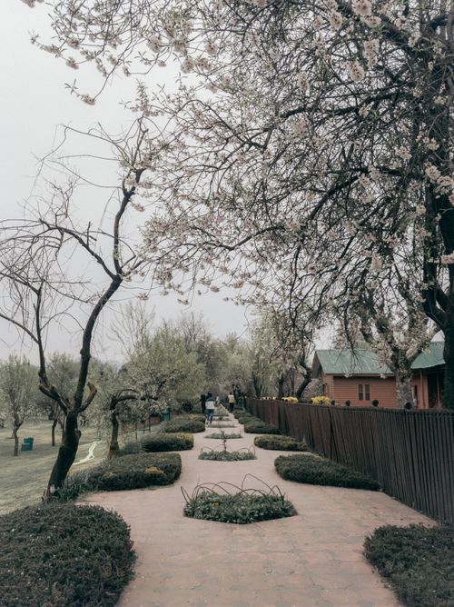 Free Tranquil path under blooming trees in a serene park setting, ideal for spring strolls. Stock Photo